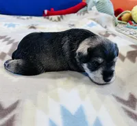 Arctic Star, a male Miniature Schnauzer for sale in Springfield, TN – Photo 2 of 10