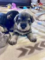 Winter Belle, a female Miniature Schnauzer for sale in Springfield, TN – Photo 1 of 10