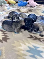 Winter Belle, a female Miniature Schnauzer for sale in Springfield, TN – Photo 8 of 10