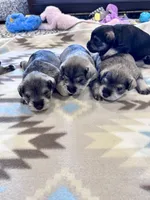 Winter Belle, a female Miniature Schnauzer for sale in Springfield, TN – Photo 5 of 10