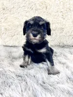 Misty, a female Miniature Schnauzer for sale in Springfield, TN – Photo 9 of 10