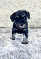 Misty, a female Miniature Schnauzer for sale in Springfield, TN – Photo 2 of 10