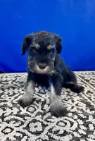 Misty, a female Miniature Schnauzer for sale in Springfield, TN – Photo 4 of 10