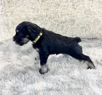 Misty, a female Miniature Schnauzer for sale in Springfield, TN – Photo 8 of 10