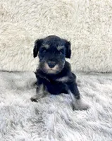 Misty, a female Miniature Schnauzer for sale in Springfield, TN – Photo 6 of 10