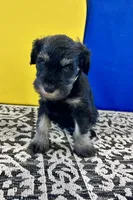 Misty, a female Miniature Schnauzer for sale in Springfield, TN – Photo 5 of 10