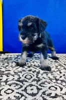 Misty, a female Miniature Schnauzer for sale in Springfield, TN – Photo 3 of 10