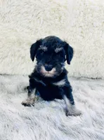 Misty, a female Miniature Schnauzer for sale in Springfield, TN – Photo 1 of 10