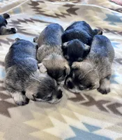 Silver Frost, a female Miniature Schnauzer for sale in Springfield, TN – Photo 7 of 10