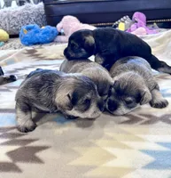 Silver Frost, a female Miniature Schnauzer for sale in Springfield, TN – Photo 3 of 10