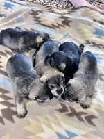 Silver Frost, a female Miniature Schnauzer for sale in Springfield, TN – Photo 9 of 10