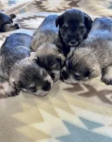 Silver Frost, a female Miniature Schnauzer for sale in Springfield, TN – Photo 8 of 10