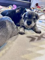 Silver Frost, a female Miniature Schnauzer for sale in Springfield, TN – Photo 5 of 10
