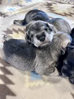 Silver Frost, a female Miniature Schnauzer for sale in Springfield, TN – Photo 1 of 10