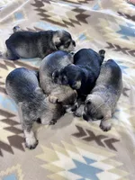 Silver Frost, a female Miniature Schnauzer for sale in Springfield, TN – Photo 10 of 10