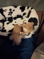 Emily, a female Chihuahua for sale in Kansas City, MO – Photo 3 of 3