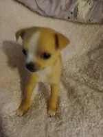 Emily, a female Chihuahua for sale in Kansas City, MO – Photo 2 of 3