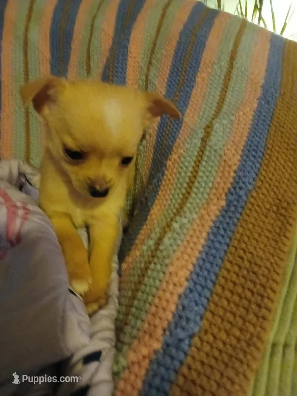 Emily, a female Chihuahua for sale in Kansas City, MO – Photo 1 of 3