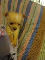 Emily, a female Chihuahua for sale in Kansas City, MO – Photo 1 of 3