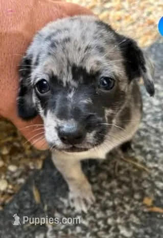 Junior – Chihuahua puppy for sale in Waverly, VA