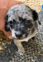 Junior, a male Chihuahua for sale in Waverly, VA – 1 of 3