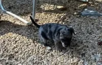 Junior, a male Chihuahua for sale in Waverly, VA – 2 of 3