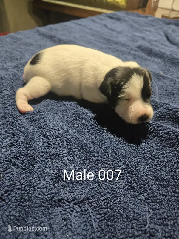 Male 007 – Jack Russell Terrier puppy for sale in Kempner, TX