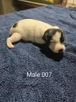 Male 007, a male Jack Russell Terrier for sale in Kempner, TX – 1 of 1