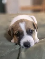 OLLIE, a male Jack Russell Terrier for sale in Kempner, TX – 7 of 10