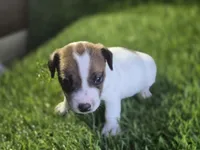 Puppy 7, a male Jack Russell Terrier for sale in Kempner, TX – Photo 4 of 7