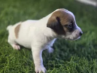 Puppy 7, a male Jack Russell Terrier for sale in Kempner, TX – Photo 5 of 7