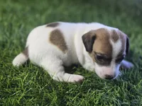 Puppy 7, a male Jack Russell Terrier for sale in Kempner, TX – Photo 6 of 7