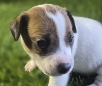 Puppy 7, a male Jack Russell Terrier for sale in Kempner, TX – Photo 2 of 7