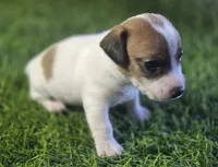 Puppy 7, a male Jack Russell Terrier for sale in Kempner, TX – Photo 3 of 7