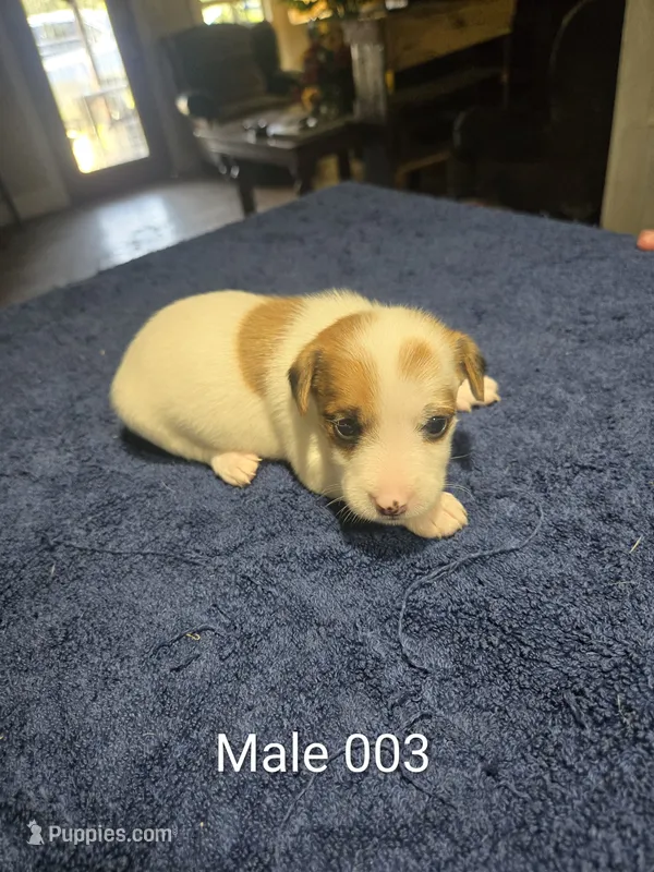 Male 003 – Jack Russell Terrier puppy for sale in Kempner, TX