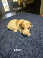 Male 003, a male Jack Russell Terrier for sale in Kempner, TX – 1 of 1