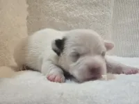 River, a male Jack Russell Terrier for sale in Kempner, TX – 2 of 3