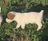 Puppy 002, a male Jack Russell Terrier for sale in Kempner, TX – Photo 3 of 7
