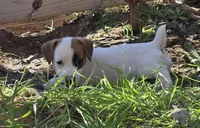 Puppy 002, a male Jack Russell Terrier for sale in Kempner, TX – Photo 2 of 7