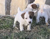 Puppy 002, a male Jack Russell Terrier for sale in Kempner, TX – Photo 4 of 7