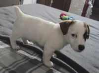 Puppy 002, a male Jack Russell Terrier for sale in Kempner, TX – Photo 7 of 7