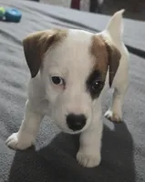 Puppy 002, a male Jack Russell Terrier for sale in Kempner, TX – Photo 5 of 7