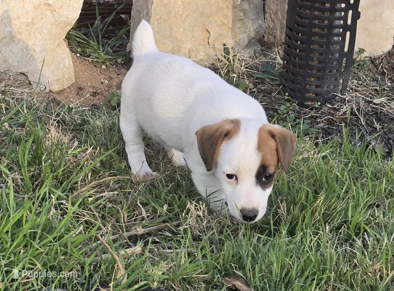 Puppy 002, a male Jack Russell Terrier for sale in Kempner, TX – Photo 1 of 7
