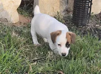 Puppy 002, a male Jack Russell Terrier for sale in Kempner, TX – Photo 1 of 7