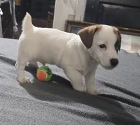 Puppy 002, a male Jack Russell Terrier for sale in Kempner, TX – Photo 6 of 7