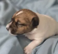 Ziggy, a male Jack Russell Terrier for sale in Kempner, TX – 2 of 4