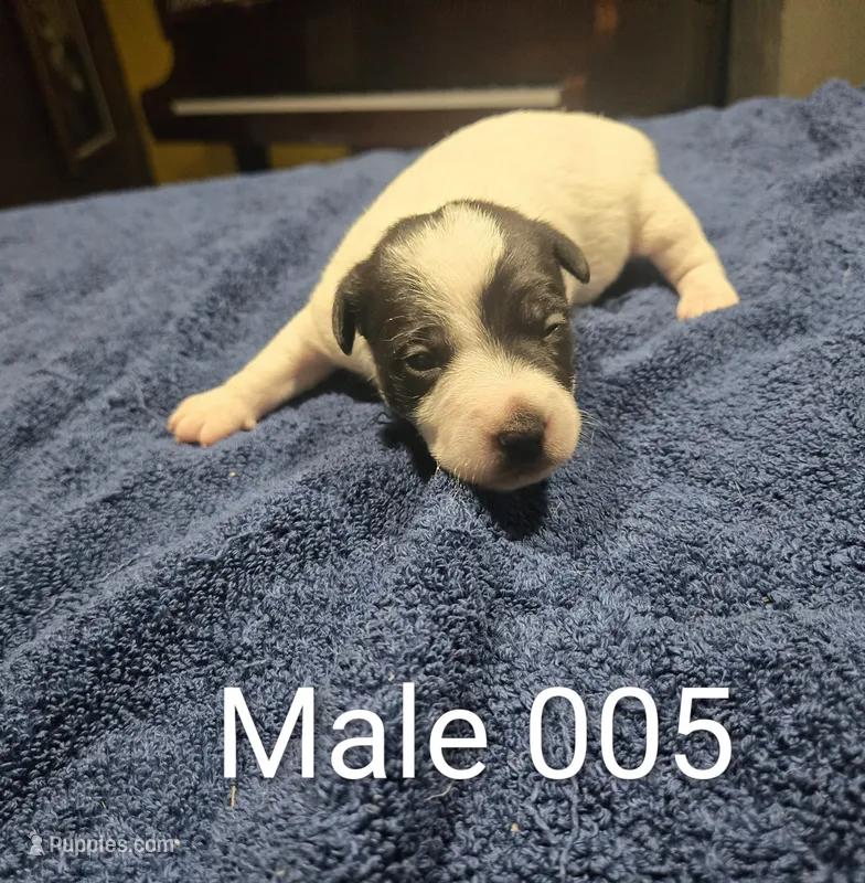 Male 005 – Jack Russell Terrier puppy for sale in Kempner, TX