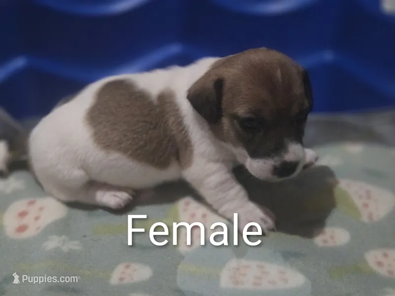 F014 – Jack Russell Terrier puppy for sale in Kempner, TX