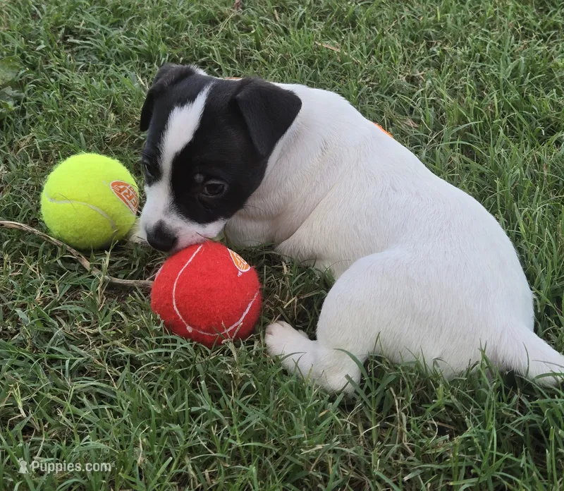 Male 005 – Jack Russell Terrier puppy for sale in Kempner, TX