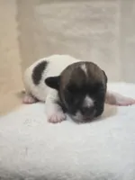 BOONE, a male Jack Russell Terrier for sale in Kempner, TX – 3 of 3